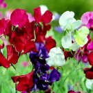 250 Bulk Seeds Morning Glory Grandpa Ott Ipomoea Purpurea