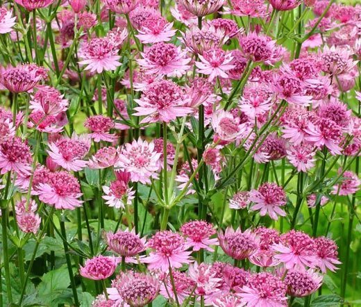 100 Bulk Seeds Broccoli Raab Spring Organic Brassica Rapa
