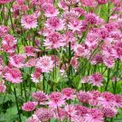 100 Bulk Seeds Broccoli Raab Spring Organic Brassica Rapa