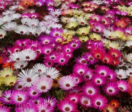 200 Bulk Seeds Agrostemma White Agrostemma Githago Buanca