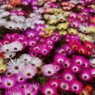 300 Bulk Seeds Sedum Yellow Stonecrop Sedum Ellacombianum
