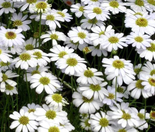 1,000 Bulk Seeds Parsley Moss Curled Petroselinum Crispum