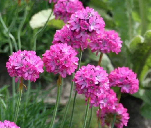 500 Bulk Seeds Cabbage Savoy Perfection Brassica Oleracea