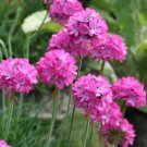 500 Bulk Seeds Cabbage Savoy Perfection Brassica Oleracea