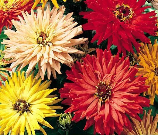 10,000 Bulk Seeds Coreopsis Red Dwarf Coreopsis Tinctoria
