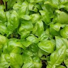 5,000 Bulk Seeds Wallflower Siberian Cheiranthus Allionii