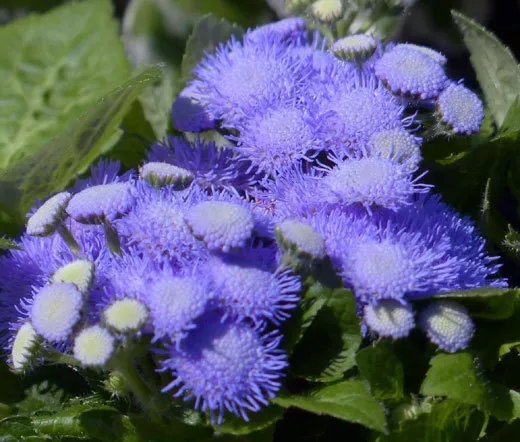 500 Bulk Seeds Lettuce Looseleaf Green Ice Lactuca Sativa