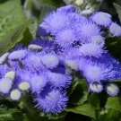 500 Bulk Seeds Lettuce Looseleaf Green Ice Lactuca Sativa