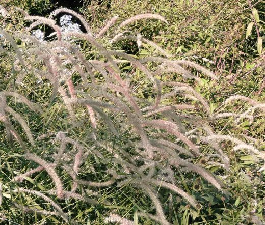 2,000 Bulk Seeds Dill Bouquet Organic Anethum Graveolens
