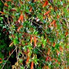 500 Seeds Sage Scarlet Red Salvia Coccinea Usps Shipping