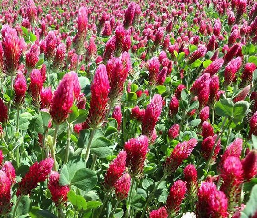 5,000 Bulk Seeds Cornflower Bachelor&acirc;��S Button White Dwarf