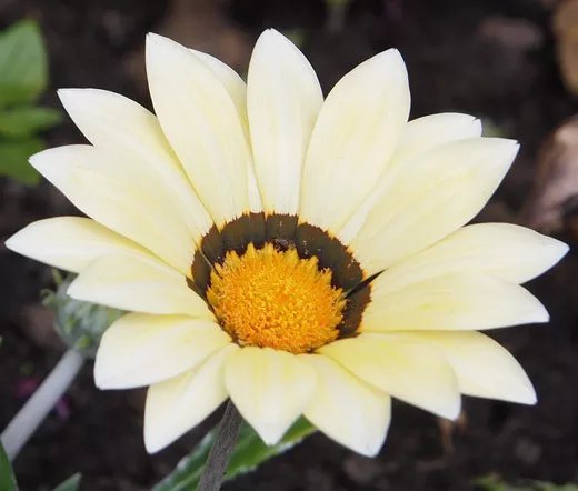 1,000 Bulk Seeds Cosmos Red Versailles Cosmos Bipinnatus