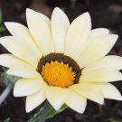 1,000 Bulk Seeds Cosmos Red Versailles Cosmos Bipinnatus