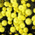200 Bulk Seeds Gazania Kiss Golden Yellow Gazania Rigens