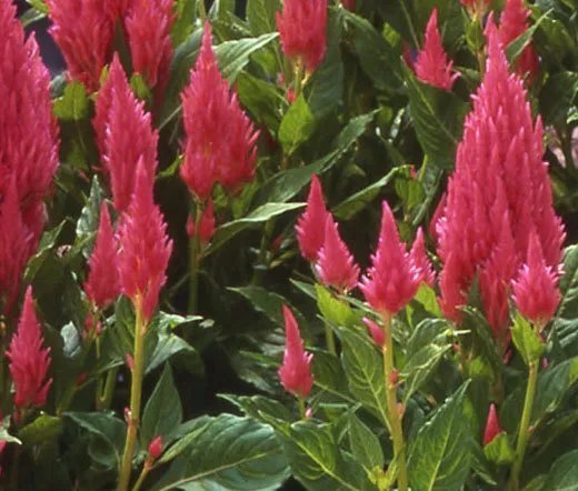 200 Bulk Seeds Sedum Cliff Stonecrop Sedum Glaucophyllum