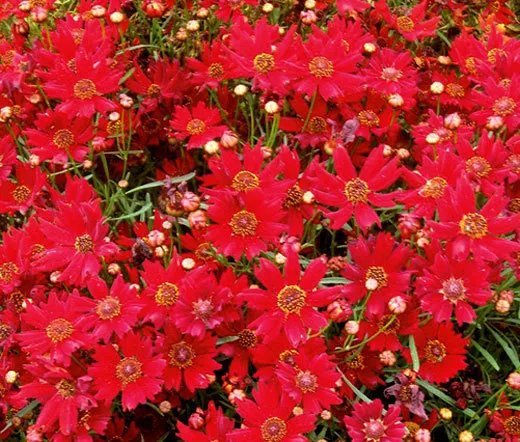 300 Bulk Seeds The Blues Blue Daisy Felicia Heterophylla