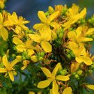 1,000 Bulk Seeds Begonia Wax White Begonia Semperflorens
