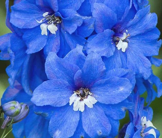 50 Bulk Seeds Delphinium King Arthur Delphinium Cultorum