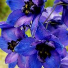 2,500 Bulk Seeds Cosmos Sulphur Yellow Cosmos Sulphureus