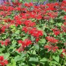 300 Bulk Seeds Sedum Stolon Stonecrop Sedum Stoloniferum