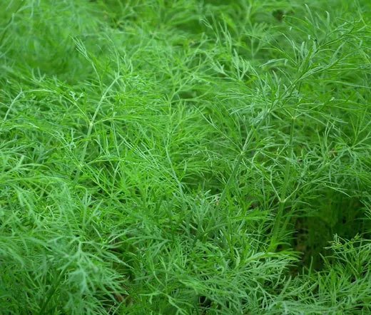 200 Bulk Seeds Aster Pompon White Callistephus Chinensis