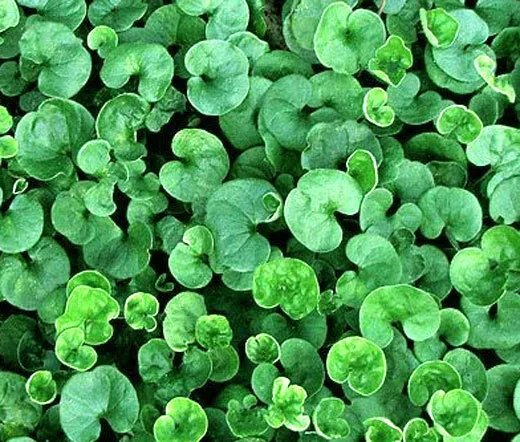 1,000 Bulk Seeds Basil Cinnamon Organic Ocimum Basilicum
