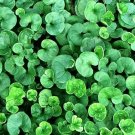1,000 Bulk Seeds Basil Cinnamon Organic Ocimum Basilicum