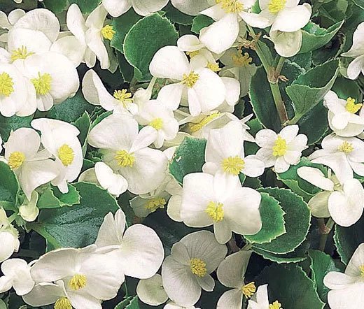200 Seeds Moss Verbena Verbena Tenuisecta Usps Shipping