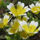 50 Seeds Aster Alpine White Aster Alpinus Usps Shipping