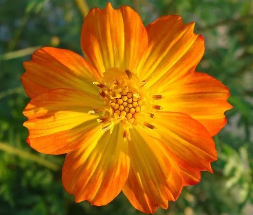 5,500 Bulk Seeds Cosmos Sensation Mix Cosmos Bipinnatus