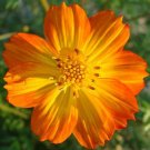 5,500 Bulk Seeds Cosmos Sensation Mix Cosmos Bipinnatus