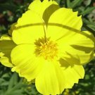 1,000 Bulk Seeds Cosmos Sonata Yellow Cosmos Bipinnatus