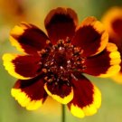 1,000 Bulk Seeds Daisy Palm Springs Cladanthus Arabicus