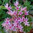 10,000 Bulk Seeds Mountain Phlox Linanthus Grandiflorus