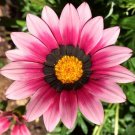 1,250 Bulk Seeds Moss Rose Yellow Portulaca Grandiflora