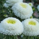 15,000 Bulk Seeds Zinnia Creeping Sanvitalia Procumbens