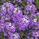1,000 Bulk Seeds Erigeron Pink Jewel Erigeron Speciosus
