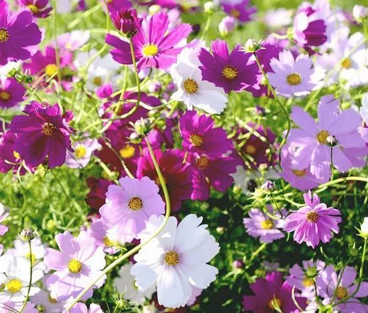 5,000 Bulk Seeds Creeping Daisy Chrysanthemum Paludosum