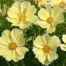 200 Bulk Seeds Gazania Kiss Golden Flame Gazania Rigens