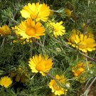 100 Bulk Seeds Sunflower Velvet Queen Helianthus Annuus