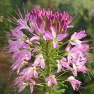 250 Bulk Seeds Astilbe Chinese Pumila Astilbe Chinensis