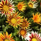 50 Seeds Aster Alpine Pink Aster Alpinus Usps Shipping