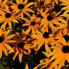 50 Seeds Cosmos Pinkie Cosmos Bipinnatus Usps Shipping