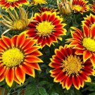 10,000 Bulk Seeds Coreopsis Plains Coreopsis Tinctoria