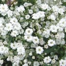 50,000 Bulk Seeds Lacy Phacelia Phacelia Tanacetifolia