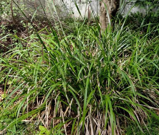 200 Bulk Seeds Butterfly Weed Rose Asclepias Incarnata