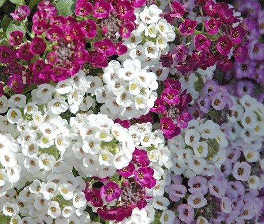 2,750 Bulk Seeds Cosmos Candy Stripe Cosmos Bipinnatus