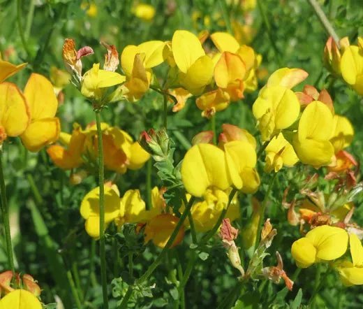 200 Bulk Seeds Calluna Scotch Heather Calluna Vulgaris