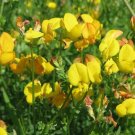 200 Bulk Seeds Calluna Scotch Heather Calluna Vulgaris