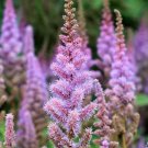 500 Bulk Seeds Blazing Star Gayfeather Liatris Spicata